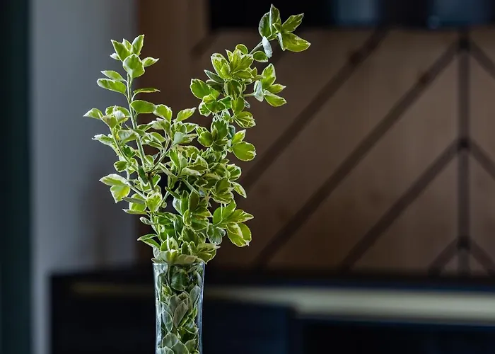 Bajkowy Widok * Maniowy